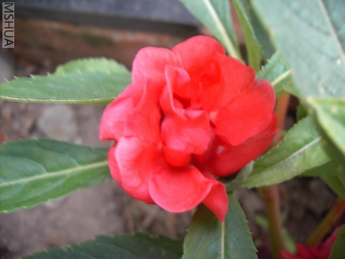 PICT0154.JPG