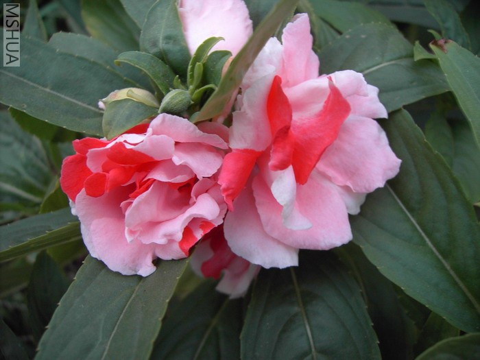 PICT0148.JPG