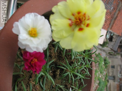 BigBull_ͼƬ 004.jpg