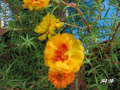 BigBull_ͼƬ 015.jpg