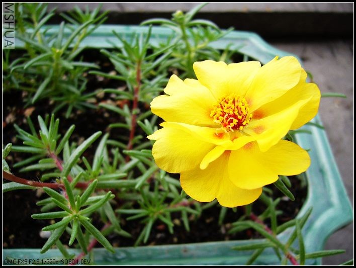 ̫���� ̫���� ��ɫ-2006.6.24����11��35_nEO_IMG.jpg