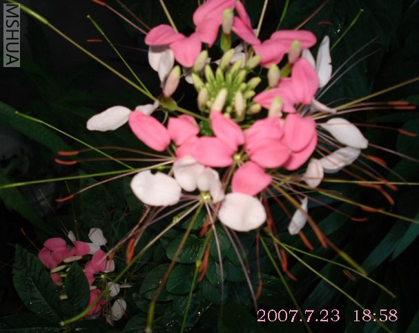 DSC01930 .jpg