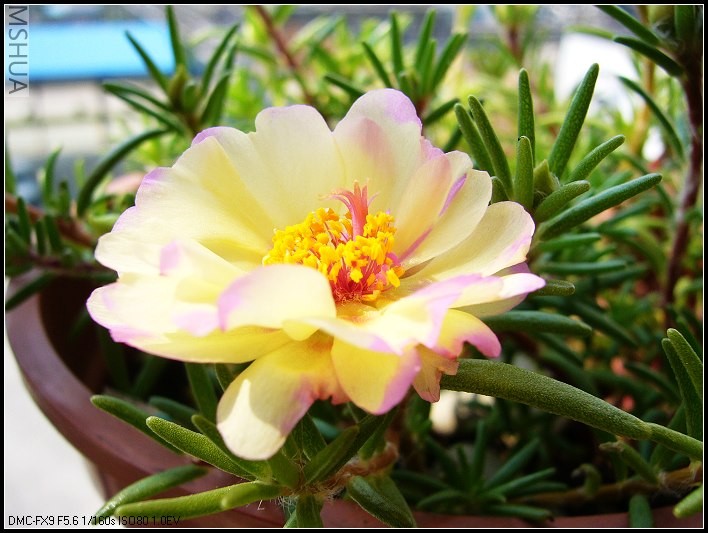 ̫���� ��ɫ�Ļ�  ��ɫ����_nEO_IMG.jpg