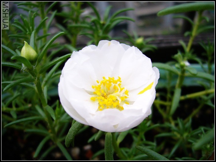 ̫���� ��ɫ-2006.7.14����8��36_nEO_IMG.jpg