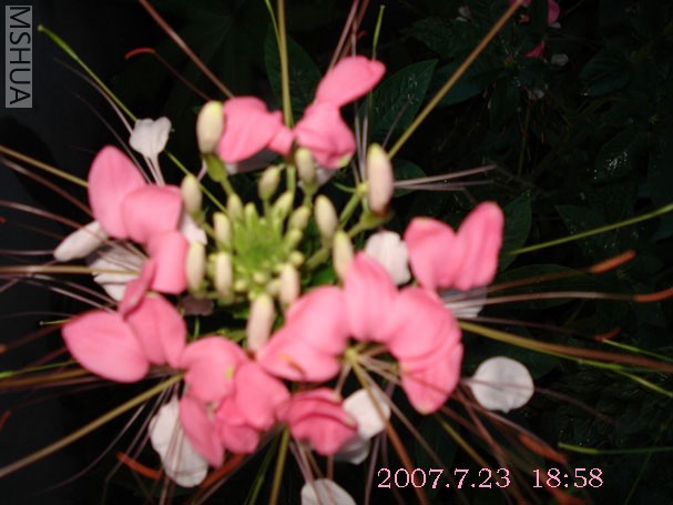 DSC01929 .jpg