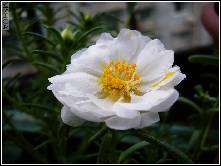 ̫���� ��ɫ-2006.7.14����8��38_nEO_IMG.jpg