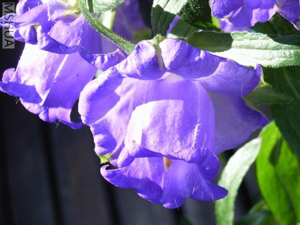 �����Ӱ��