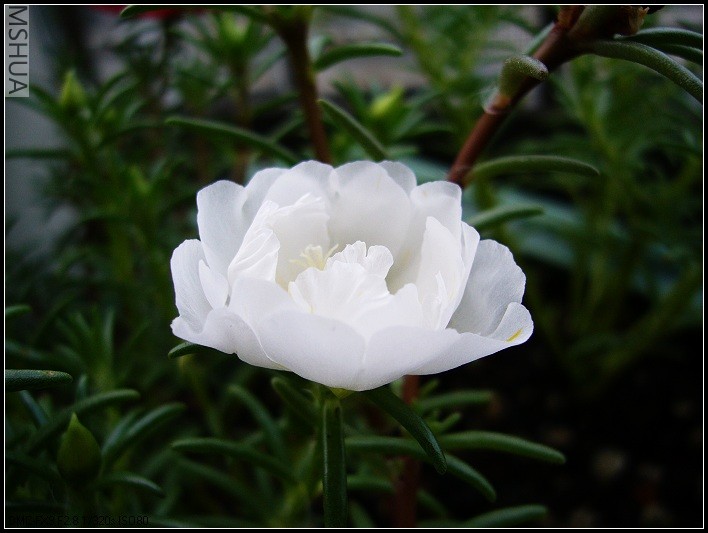 ̫���� ��ɫ-2006.7.14����8��37_nEO_IMG.jpg