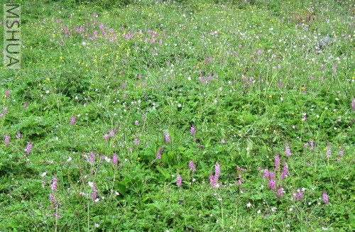 Ӫ����ݳ���Ұ������Ȼɽ�ŵĻ�����û����ɽ������ȵģ���Ҳ����һ����ζ