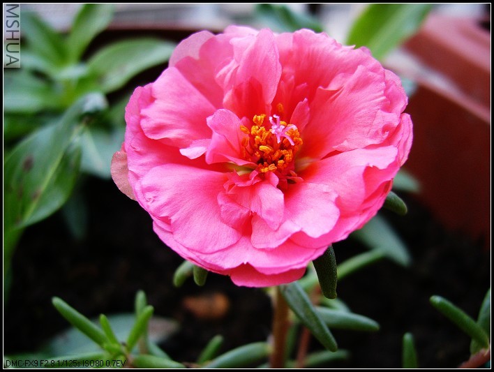 ̫���� 糺�ɫ-2006.7.14_nEO_IMG.jpg