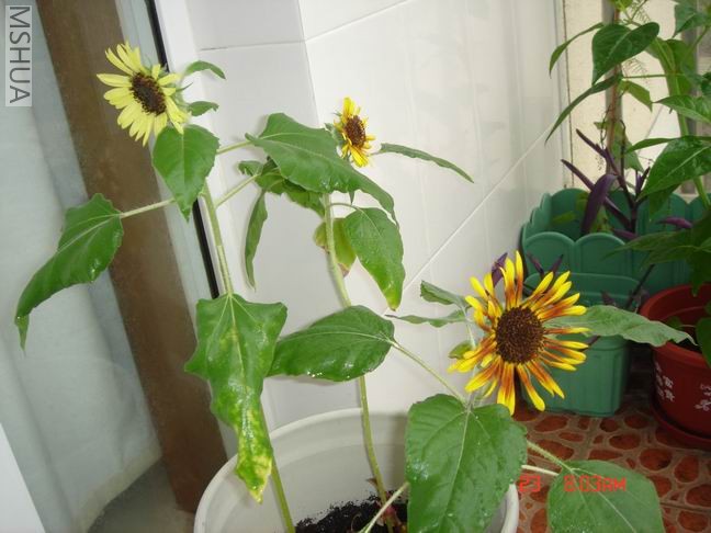 ������С 16.JPG