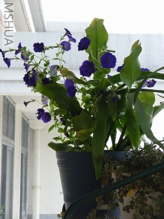 ��ţ���Բ��ģ���꼻�����ð�����ˡ�