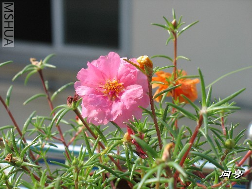 BigBull_ͼƬ 002.jpg