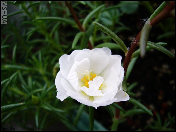 ̫���� ��ɫ2-2006.7.14����8��36_nEO_IMG.jpg