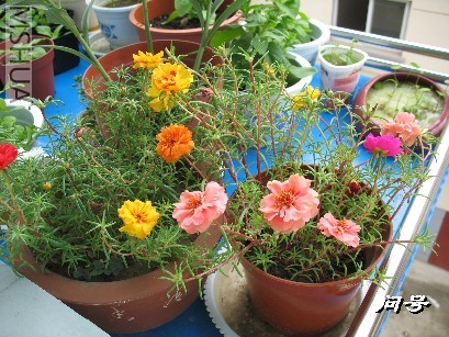 BigBull_ͼƬ 012.jpg