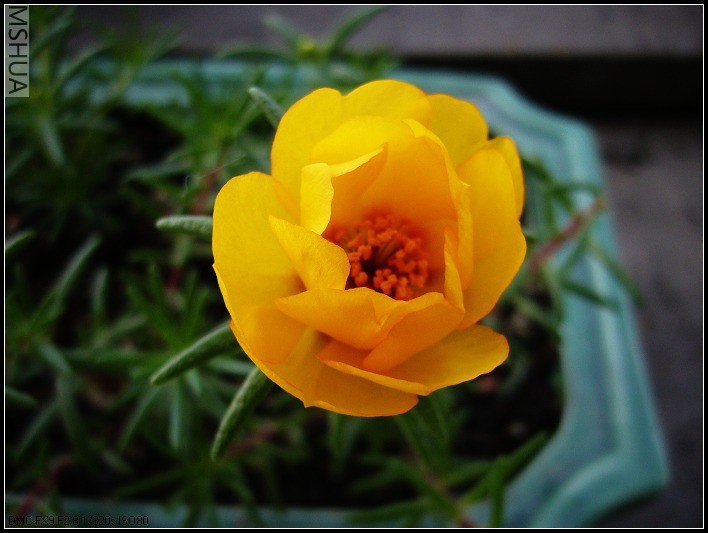 ̫���� ̫���� ��ɫ-2006.6.24����9��25_nEO_IMG.jpg