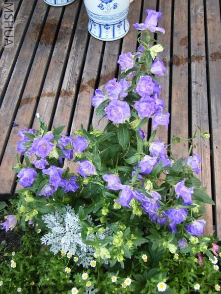 �ذ���塣ǰ���ﲥ�ģ�ȥ�����һ���ˣ����꿪���ˡ�