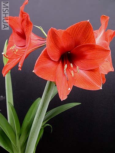 Apricot Beauty��ɫ����.jpg