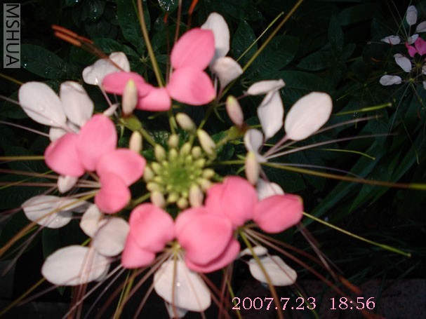 DSC01928 .jpg