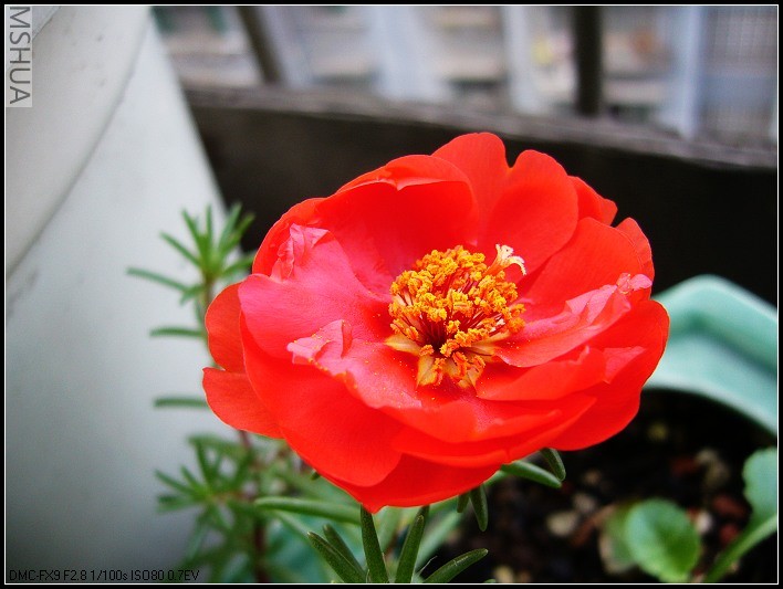 ̫���� ���ɫ-2006.7.14_nEO_IMG.jpg