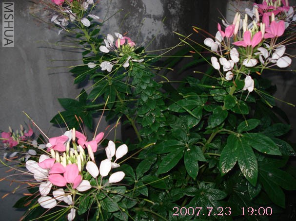 DSC01935 .jpg