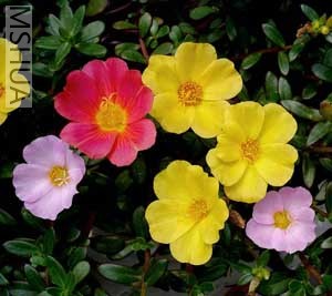 DSC05372 ����.jpg