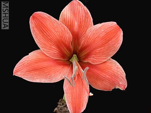 Gold Medal����.jpg