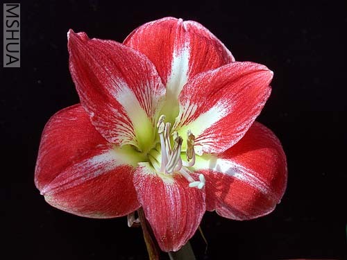 Cocktail (�uβ��).jpg