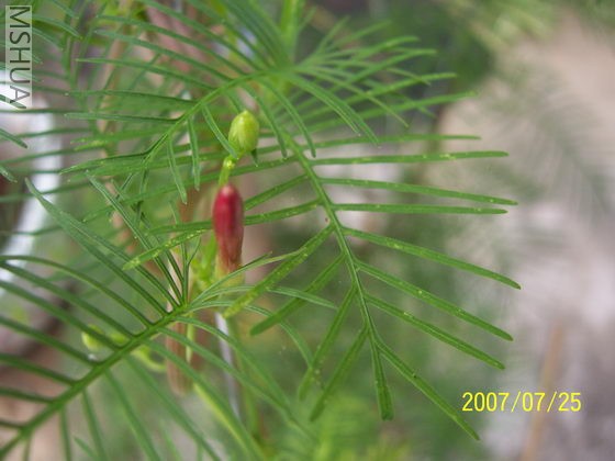 ���Ǻ�ɫ�ģ�