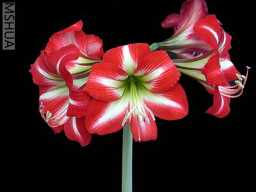 Little Star(С����).jpg