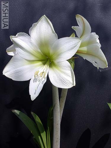 Green Goddess�GɫŮ��.jpg