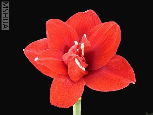 Double Roma�ذ��_�R.jpg