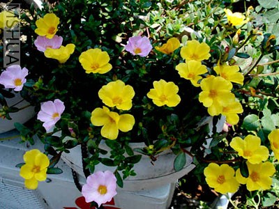 DSC05357 ����.jpg