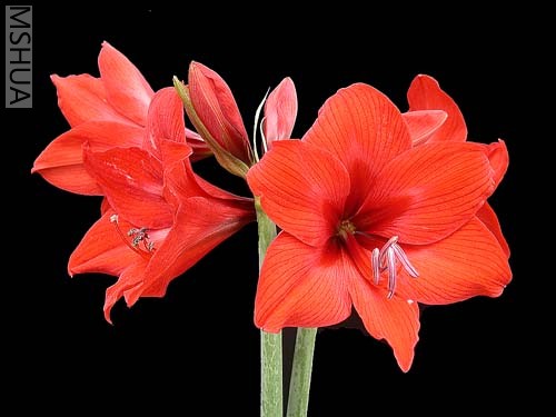 Little Devil (С��ħ).jpg