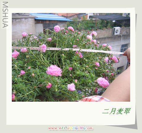 ��һ���һ���Ŷ