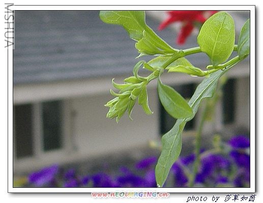 �Լ���������