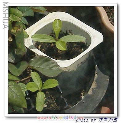 С��û��þ�QQ��������������