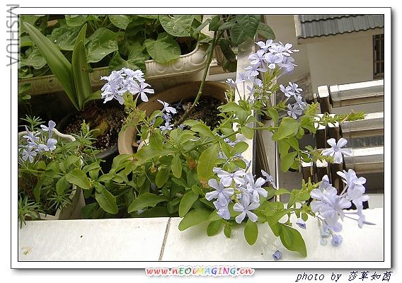 ���ڵ�ģ��