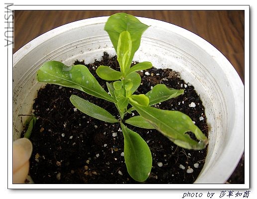 �����ϳ��ϳ�������ͷ��