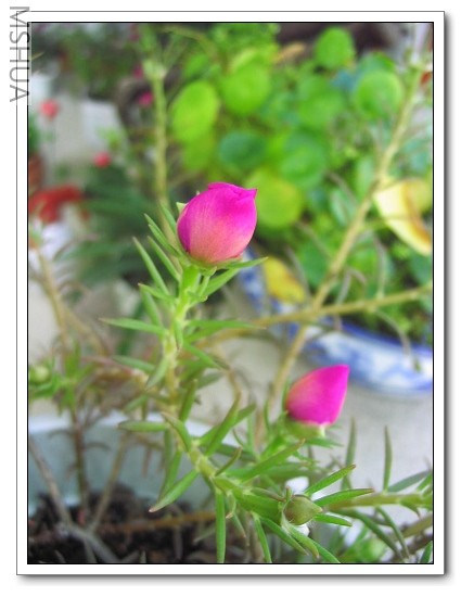 2007-5-28 040_nEO_IMG.jpg