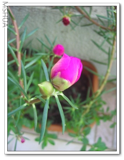 2007-5-28 038_nEO_IMG.jpg