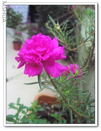 2007-5-28 019_nEO_IMG.jpg