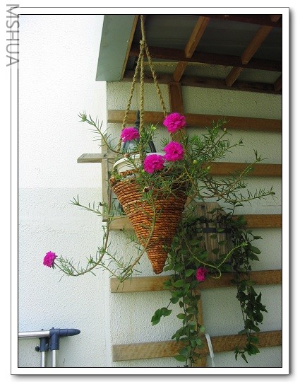 2007-5-28 063_nEO_IMG.jpg