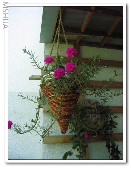 2007-5-28 066_nEO_IMG.jpg