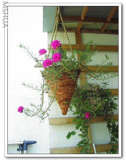 2007-5-28 069_nEO_IMG.jpg