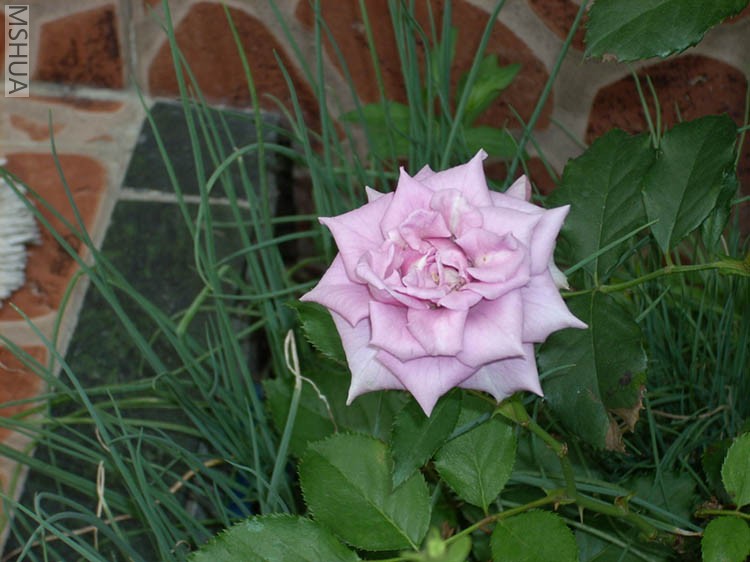 DSCN0005.JPG