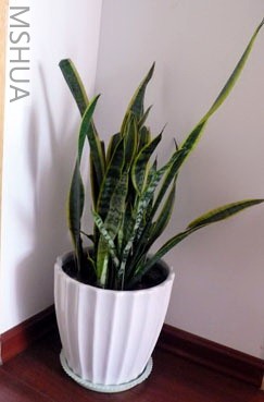 �������鷿ǽ�ǵĻ�Ƥ��