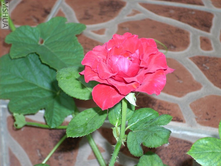 DSCN0006.JPG