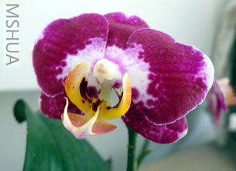 ������¿����Ƕ�