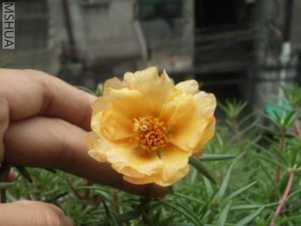 ���� ������С RIMG0018.JPG